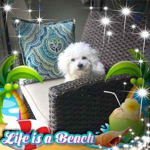 Meet your Posher, Barb